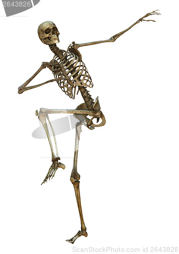 Image of Human Skeleton