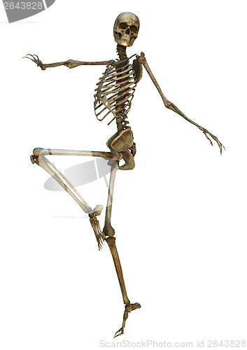 Image of Human Skeleton