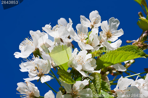 Image of Apple flowers
