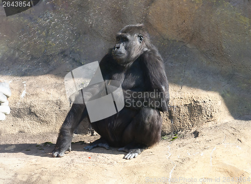 Image of Gorilla