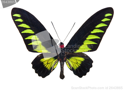 Image of Butterfly Trogonoptera Brookiana
