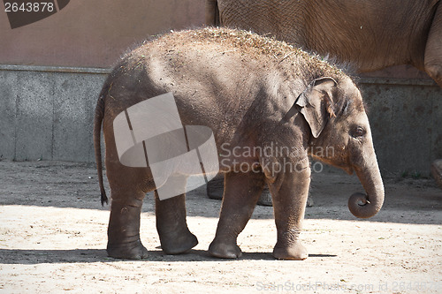 Image of Elephant