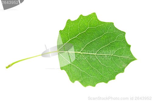 Image of Green leaf