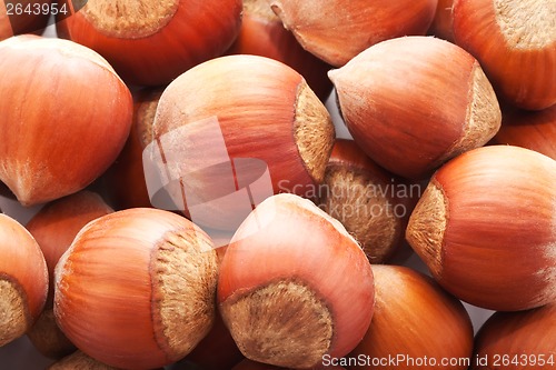 Image of Hazelnuts or filbert