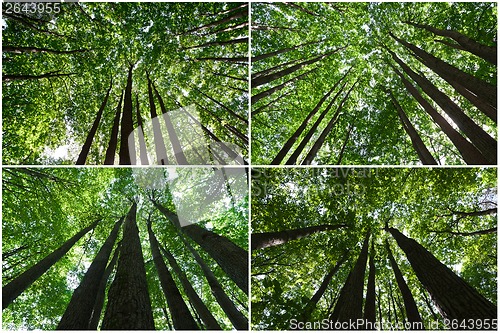 Image of Green forest