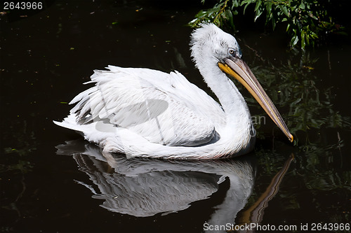 Image of Pelican