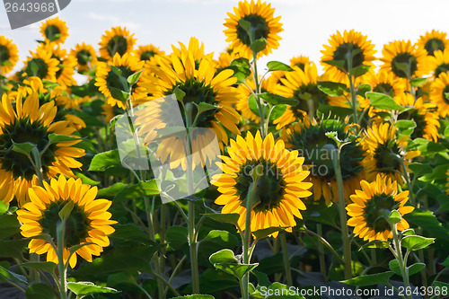 Image of Sunflowers