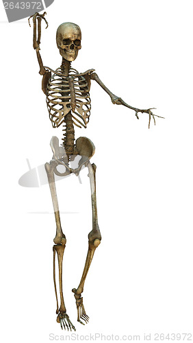 Image of Human Skeleton