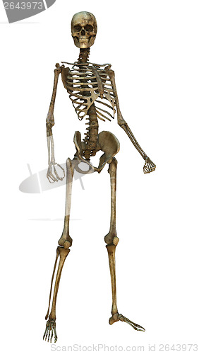 Image of Human Skeleton