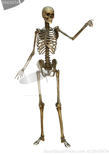 Image of Human Skeleton