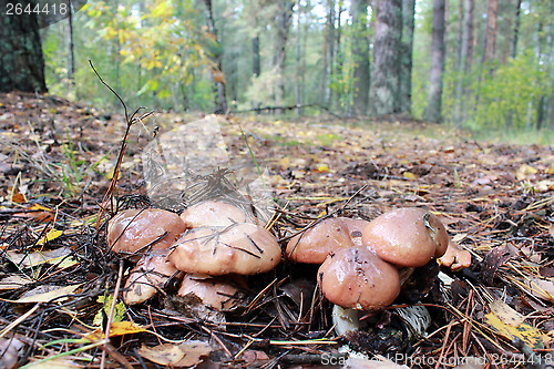 Image of nice mushrooms of Suillus