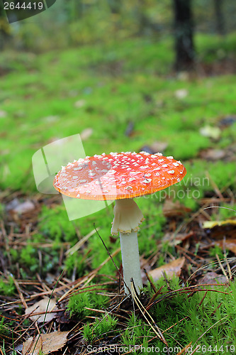 Image of Beautiful red fly agaric in the forest