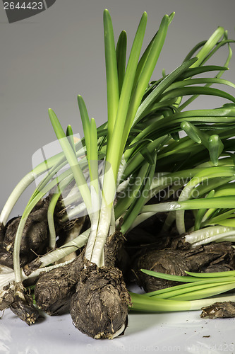 Image of Flower Bulbs