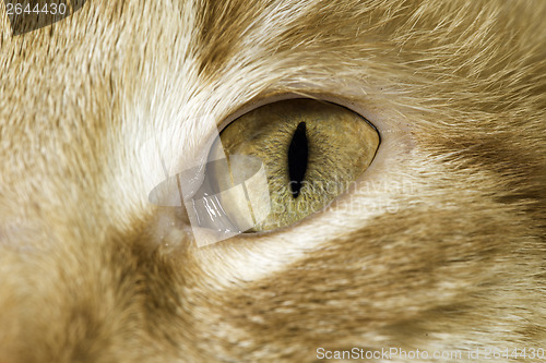 Image of Orange cat close up eyes