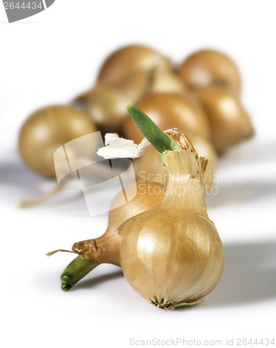 Image of Small onions
