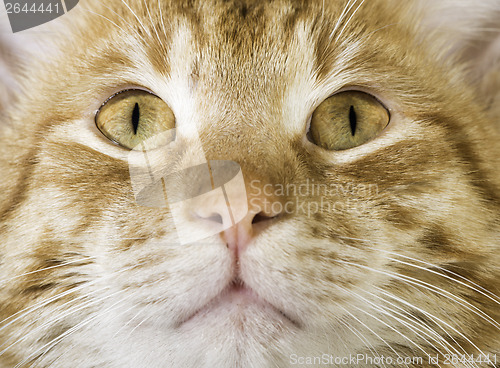 Image of Orange cat close up eyes