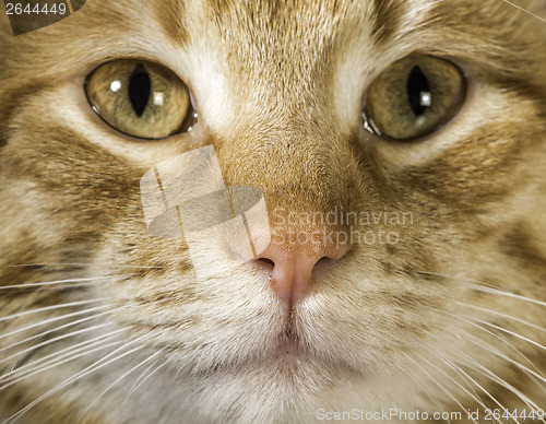 Image of Orange cat close up eyes