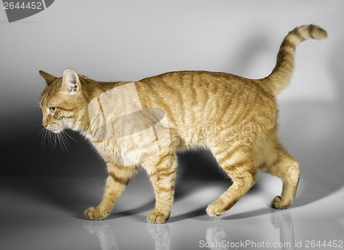 Image of Orange color cat