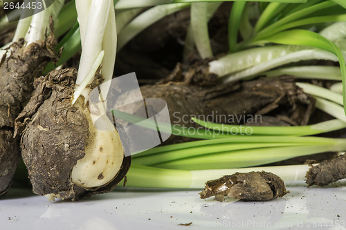 Image of Flower Bulbs