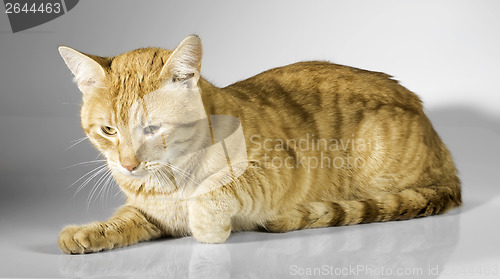Image of Orange color cat