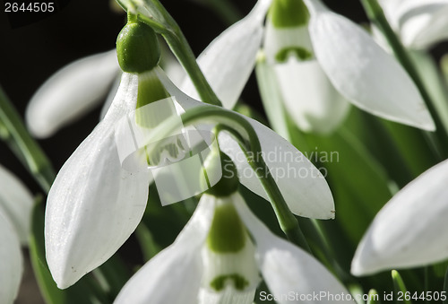 Image of Snowdrop flower in a snow. 