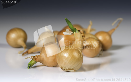 Image of Small onions