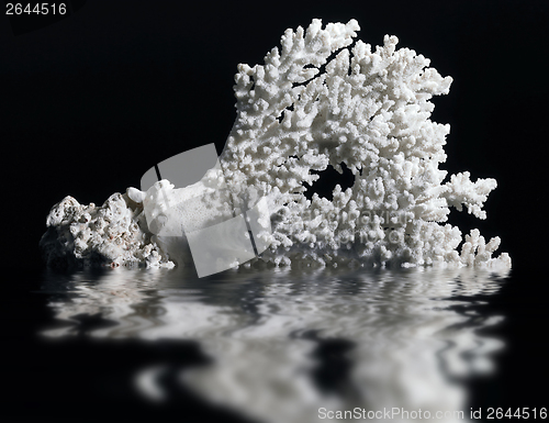 Image of white coral