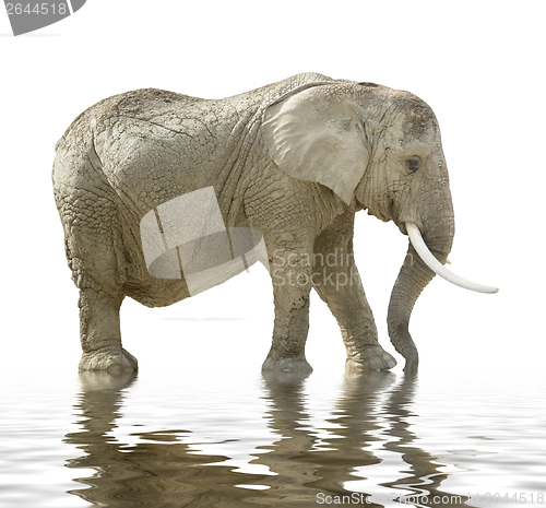 Image of african elephant