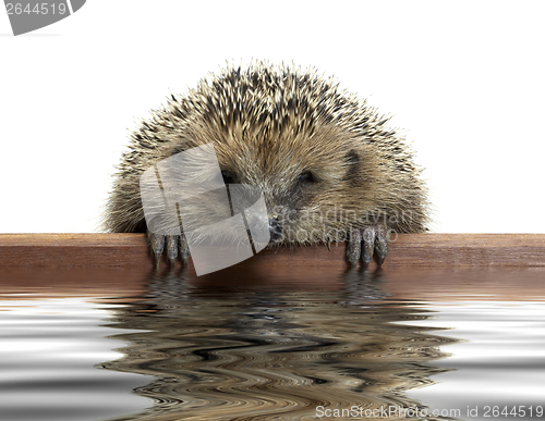 Image of funny hedgehog