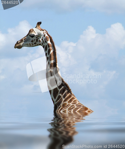 Image of sunken Rothschild Giraffe