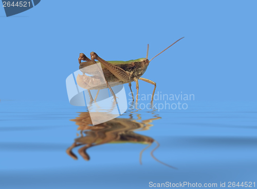 Image of grasshopper in blue wet ambiance