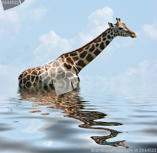 Image of sunken Giraffe