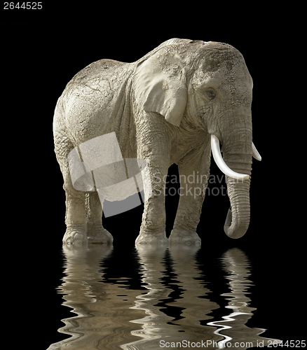 Image of african elephant