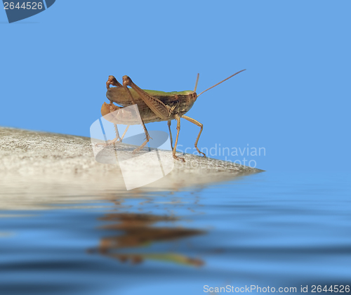 Image of grasshopper in blue ambiance
