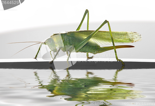 Image of green female grasshopper