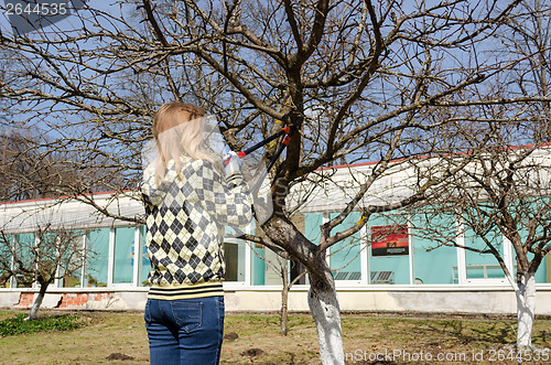 Image of woman cut fruit tree branch with garden secateur