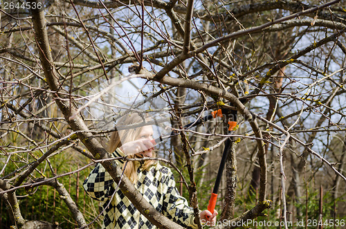 Image of woman pruned old tree with shears in early spring  