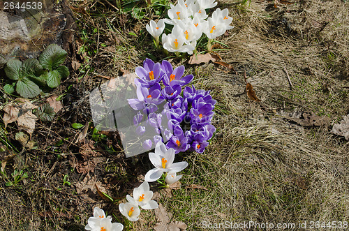 Image of group of colorful spring crocus flowers in garden  