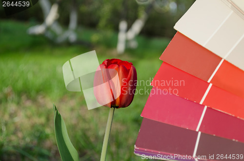 Image of red tulip compared with color card palette  