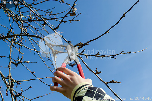 Image of hand hold secateur pruning the apple tree branches 