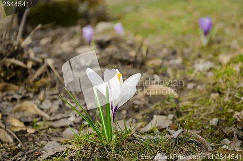 Image of crocus flower grow in dry land spring  