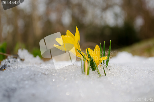 Image of delicate yellow crocuses rise up from snow in sun 