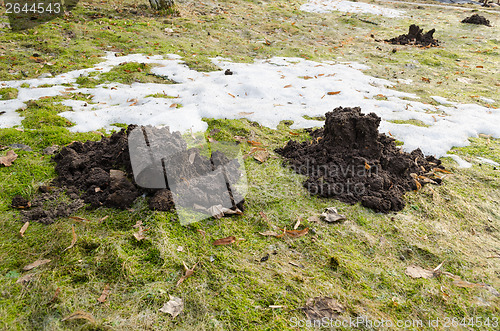Image of freshly dug molehill on ground in early spring 
