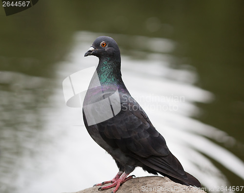 Image of Portrait of a pigeon