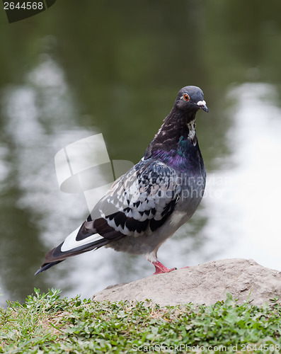 Image of Portrait of a pigeon