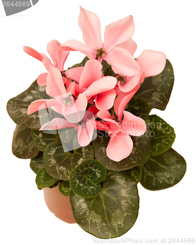 Image of Cyclamen