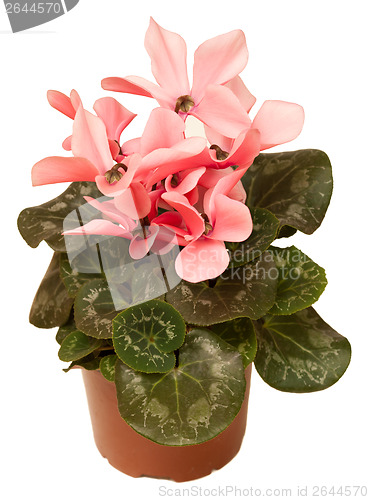 Image of Cyclamen