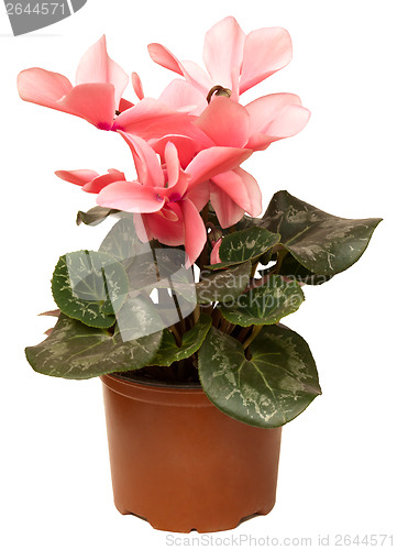 Image of Cyclamen