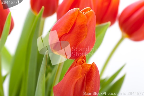 Image of Beautiful fresh red tulips for a loved one