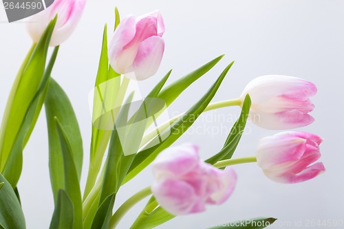 Image of Spring background of dainty pink tulips